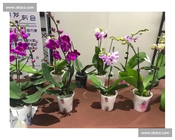 从无人问津到万人瞩目，羽毛球扣杀排行榜见证成长！